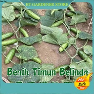 20 Pcs Benih Timun Belanda Manis 无架爬地水果黄瓜籽/ Dutch Cucumber Seeds Ready Stock Sarawak