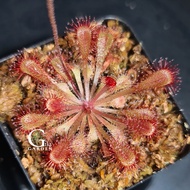 Drosera Collinsiae "Fairyland" [Sundew Drosera][Carnivorous Plants][GILAGARDEN]