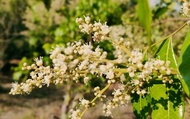 【台南東山 樸實<糖炒>龍眼花茶1包(6gx15入/包)】手工低溫文火烘炒 鎖住春天的味道