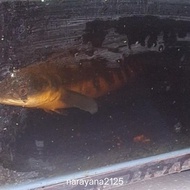 channa ys maru 40cm
