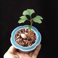 銀杏 盆景 實生 精選靚葉 連陶瓷花盆 plant  Bonsai 植物 盆栽 Ginkgo  tree 銀杏樹【實拍。只此一盆】👑9年五星老店