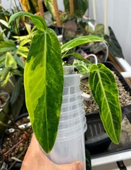 Bibit Bonggol Anthurium Variegata H018 / Kuping Gajah Hybrid Import