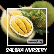 Pokok DURIAN MUSANGKING D197 / musangking / pokok durian rendah cepat berbuah