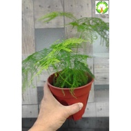 INDOOR PLANT - Asparagus Setaceus 文竹 for HOME/OFFICE decoration