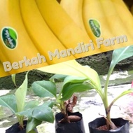 ready Bibit Pisang Sunpride - Pisang Cavendish