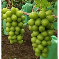 3 KERATAN / CUTTING ANGGUR SHINE MUSCAT GRAPE