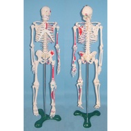 Free Shipping 65CM Human Body Skeleton Muscle Starting Point Color Model Skeleton Skeleton Model Med
