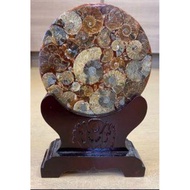 Ammonite fossil stone with wood stand