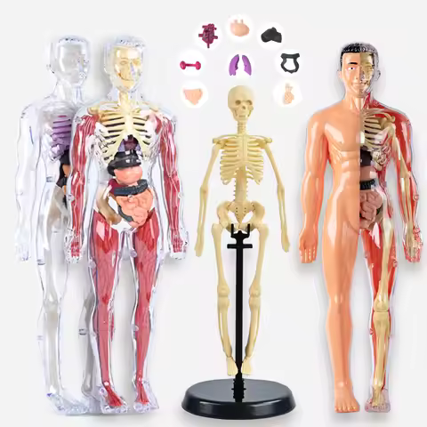 Human Organ Toys, Detachable Human Skeleton Model Simulation, Medical Assembly, Trunk Structure, Vis