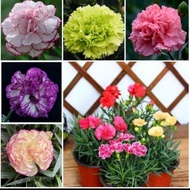Biji Benih - Bunga Jelinga / Flower seeds - Carnation / 花种子 - 康乃馨花I ii<><88 utter 7