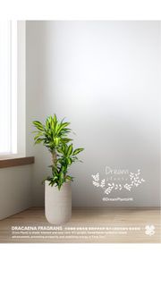 巴西鐵樹 連優質陶瓷花盆 Dracaena Fragrans (Corn Tree) with quality ceramic pot  🍀Potted plant 盆栽植物 🍀Indoor 室內種植