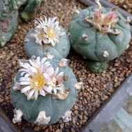 Pokok Kaktus /Cactus ( Lophophora )