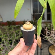 塊根植物 永澤同學造型產地開普敦厚敦菊