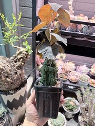 稀有植物 紅葉西番蓮