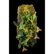 Augustfame - Trias Oblonga Miniature orchid