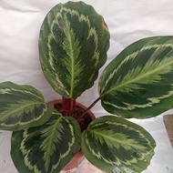 ✽☑▧Calathea  Medallion Prayer Plants Live Plants