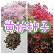 New Cai High-Quality Yellow Tree Seeds Red Leaf Yellow Tree Seeds Foliage Landscape Wild Mountain Ga