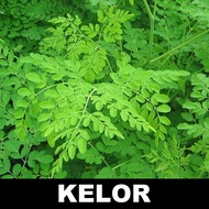 KELOR 10 biji / benih / bibit POHON KELOR / DAUN KELOR / TANAMAN KELOR - biji mudah tumbuh - TOKO RANITASHOP GROSIR