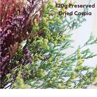 120G CASPIA DRIED FLOWER / REAL PRESERVED DANCING FLOWER / BOUQUET FLOWER / BUNGA HIASAN /