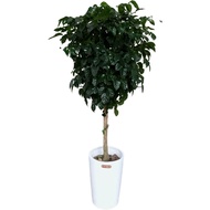 Radermachera Kunming, Dwarf Jasmine Plant in tall pot (1.8m)