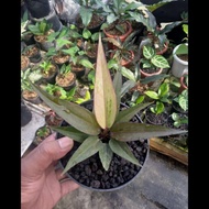 anthurium hokeri black pink varigata ( tembaga ) roset