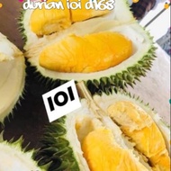 Anak pokok durian ioi@D168