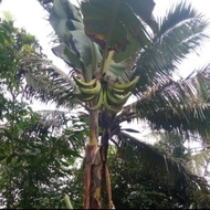 bibit pohon pisang tanduk // pisang tanduk