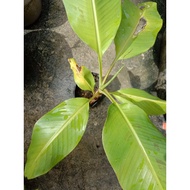 Anak pokok pisang emas dalam polibeg