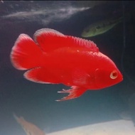 ikan oscar red chili import merah size 13-15cm  hiasan aquarium