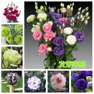 Double Eustoma Cut Flower Seeds Double Petal Lisianthus Cut Flower Seeds Four Seasons Easy to Grow B