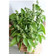 Basil Hoary Basil Seed ( Ocimum × citriodorum)organic*limited