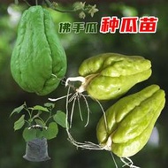 現貨  特價 小欣百貨  佛手瓜種子種籽帶芽扶手瓜苗秧龍須菜孑子種植秧苗瓜苗發芽種瓜白