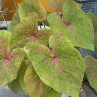 caladium leopard