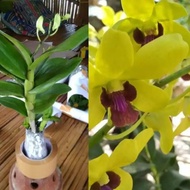 Anggrek Dendrobium Bunga Kuning - Anggrek Bunga