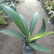 Tanaman Hias Philodendron Lynette - Philo Linet - Philodendron Lynette