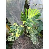 Monstera deliciosa 'Electrolyte' (Rare Monstera / Collector Plant)