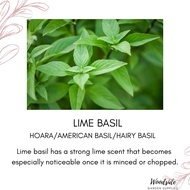 25 Lime Basil/ Hoara/American Basil Seeds Organic Non GMO  ship fr SG