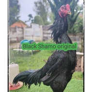 telur ayam Bangkok black Shamo original