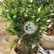 Terbaru Pohon Jeruk Santang Madu / Bibit Unggulan Jeruk Santang Madu