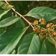 Fresh bay leaves, fresh for food fresheners for juaga medicine can be picked directly from the tree 