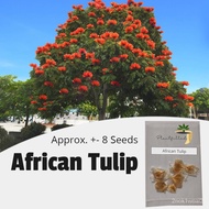 spot seeds[Plantfilled] African Tulip Tree Seeds for planting | Trees | Approx. 8 Seeds GBAR