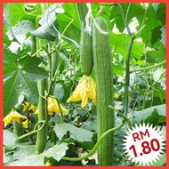 D3 Long Loofah Seeds (10+/-) Benih Petola Panjang 长肉丝瓜种子 Vegetable seeds benih sayuran 蔬菜种子