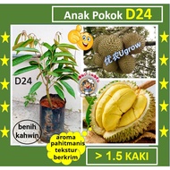 Anak Pokok Durian D24 D24榴莲树苗 Sapling Durian D24