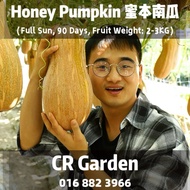 Honey Pumpkin 5 Seeds 蜜本南瓜5粒 （Full Sun, 90 Days, Fruit Weight: 2-3KG）