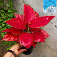 aglonema red anjamani  daun 910