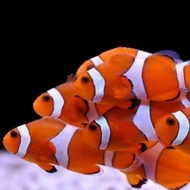 ikan hias laut nemo clownfish