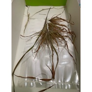 Bulu Perindu asli power