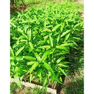 Biji Benih Kangkung / Lecket Seed