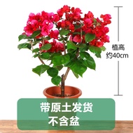 Double-Petal Bougainvillea Potted Plant with Flowers Vines Courtyard Old Pile Multi-Color Flower Everblooming Constantly