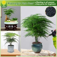 100% Legit Asparagus Fern Tree Plant Seeds for Planting & Gardening (35pcs) Potted Asparagus Fern Li